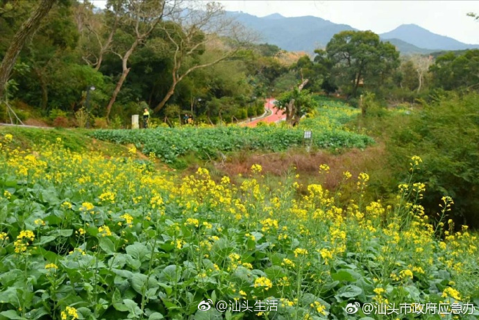 南澳島北面坑白鷺公園油菜花