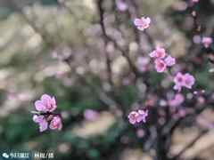 2019年汕頭巨峰寺桃花什么時候開