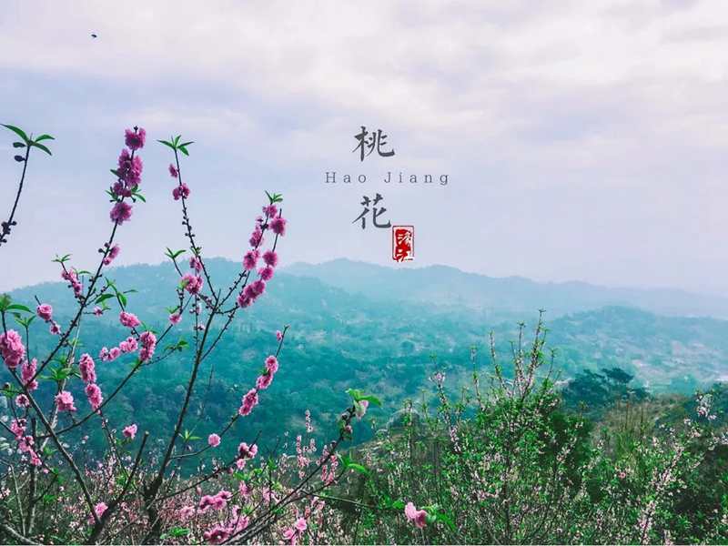 2019年巨峰寺桃花節(jié)