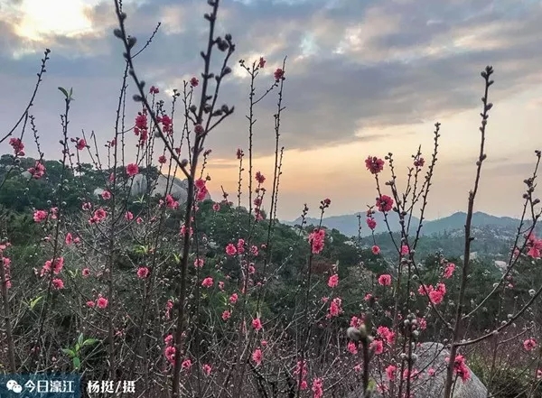 2019年巨峰寺桃花節(jié)